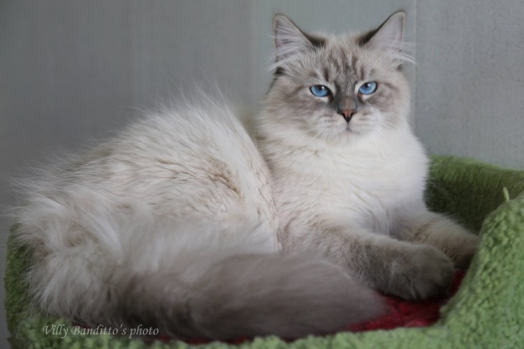 Стрижаная Невская маскарадная