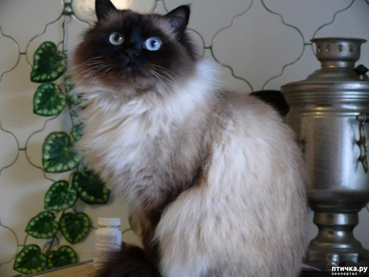 Невская маскарадная кошка на белом фоне