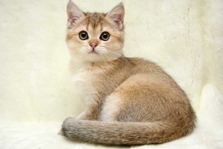 Британская шиншилла Золотая тикированная