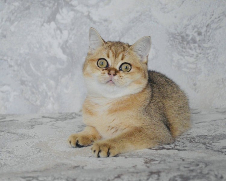 NY 25 – чёрная Золотая тикированная шиншилла