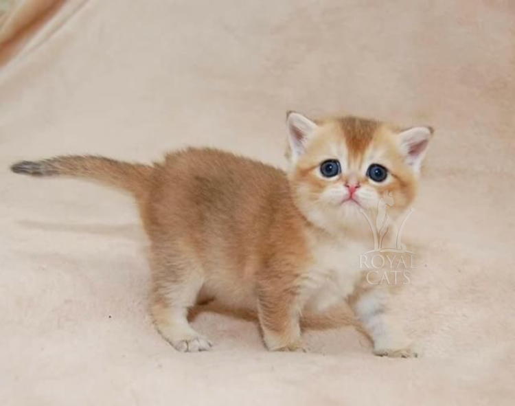 Шотландская Золотая тикированная шиншилла