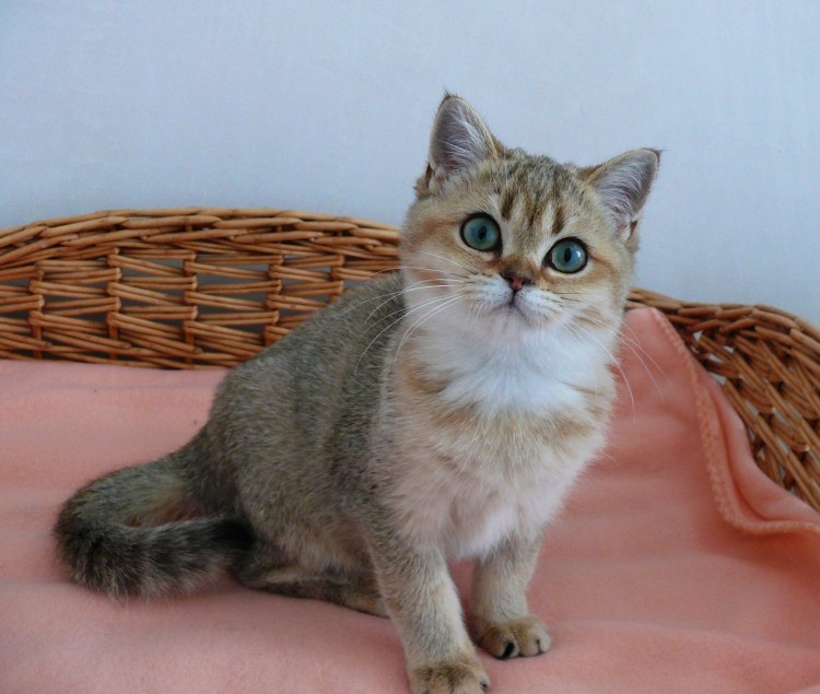 Британская тикированная шиншилла ny25