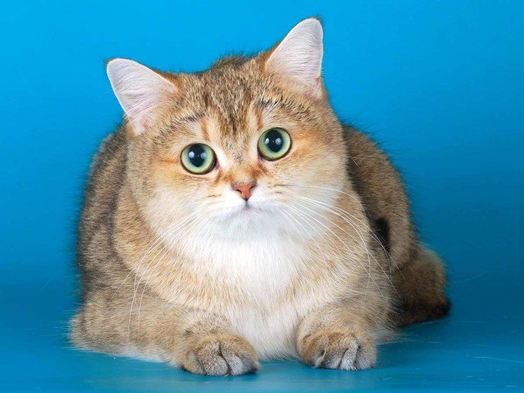 Золотистая тикированная шиншилла