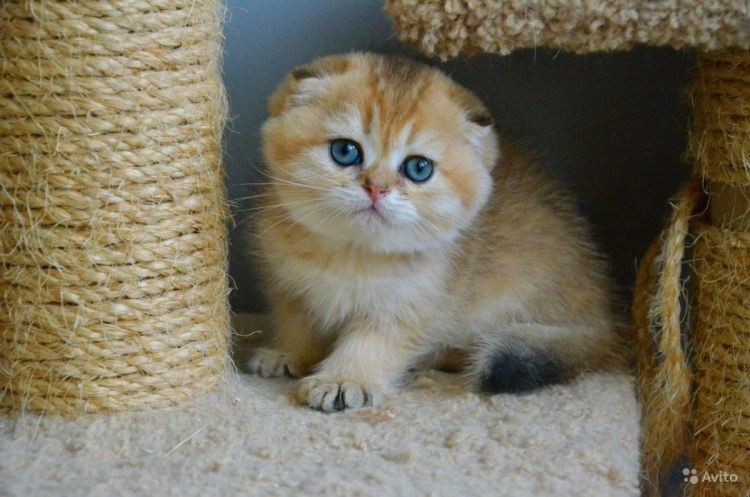 Шотландская золотистая шиншилла