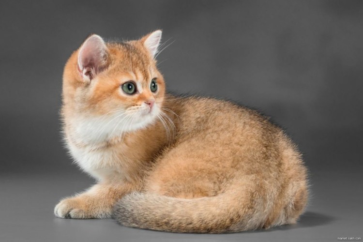 Шотландская кошка Золотая шиншилла