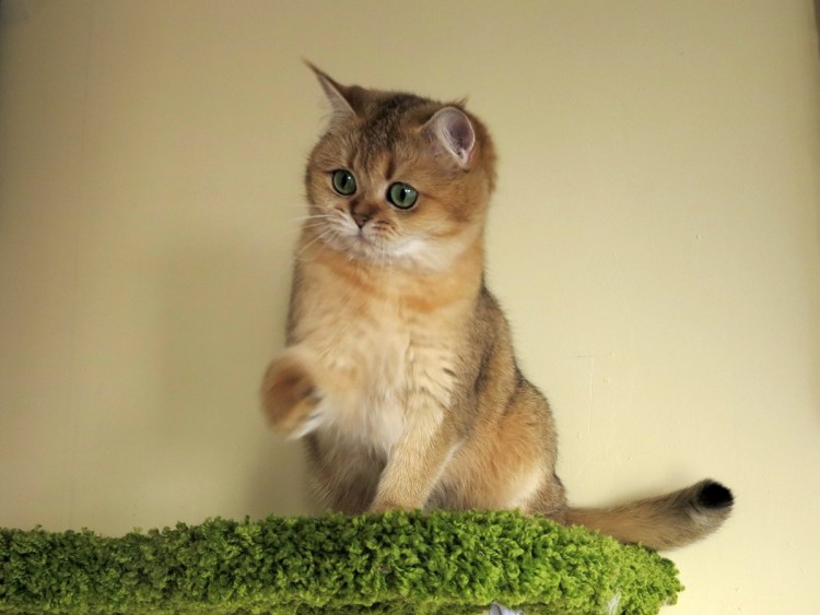 Золотая шиншилла вислоухая