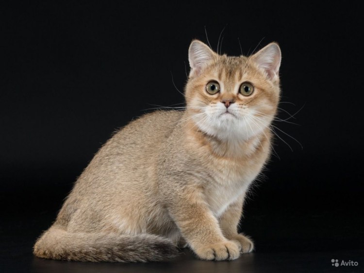 Британская тикированная шиншилла ny25