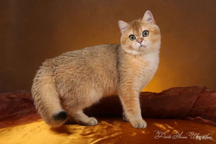 Тикированная шиншилла серебристая