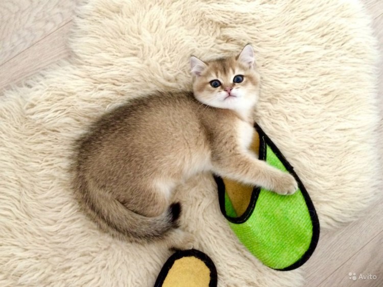 Британская шиншилла ny25