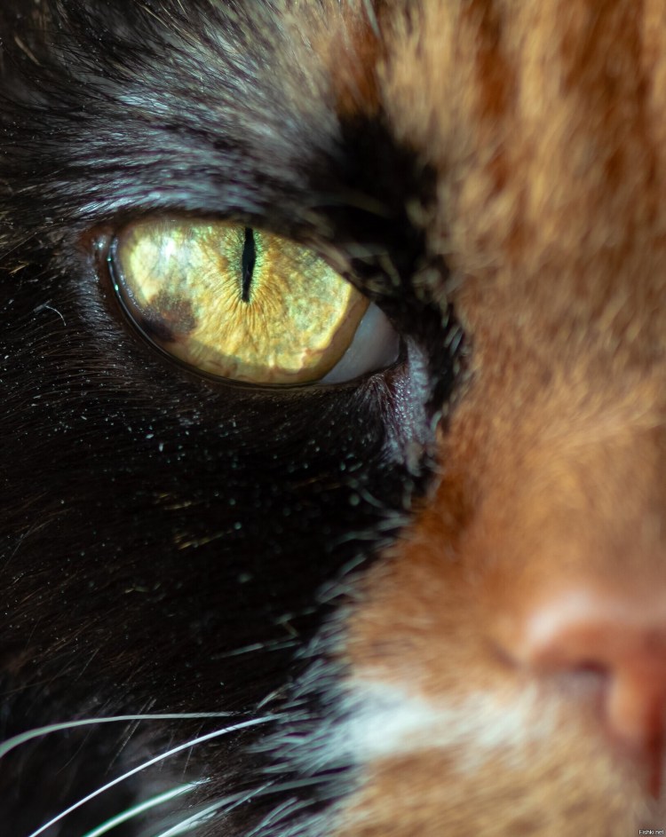Пигментация глаза у кошки