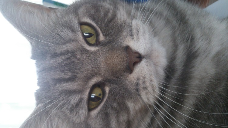 Коричневое пятно на глазу у кота