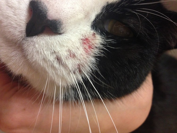 Папилломавирус у животных