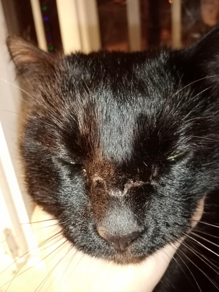 Герпесвирусная инфекция у кошек