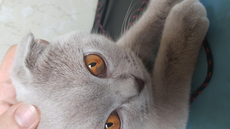 У котов бывает меланома фото