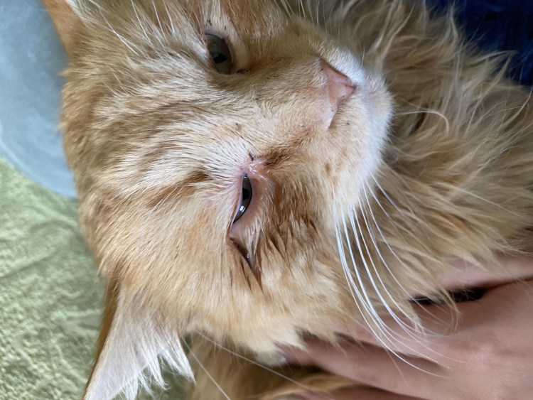 Воспаление третьего века у кошек