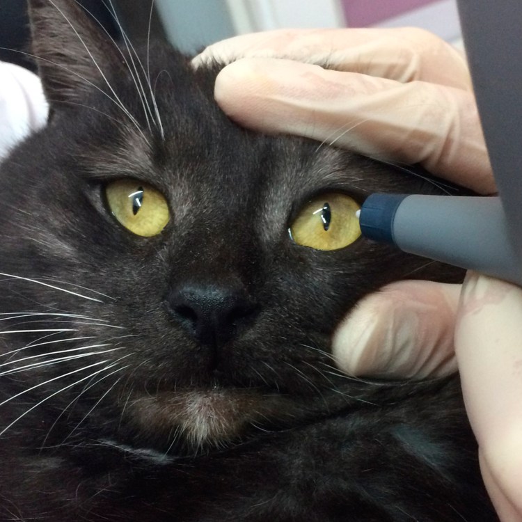 У котёнка залысина на лапке