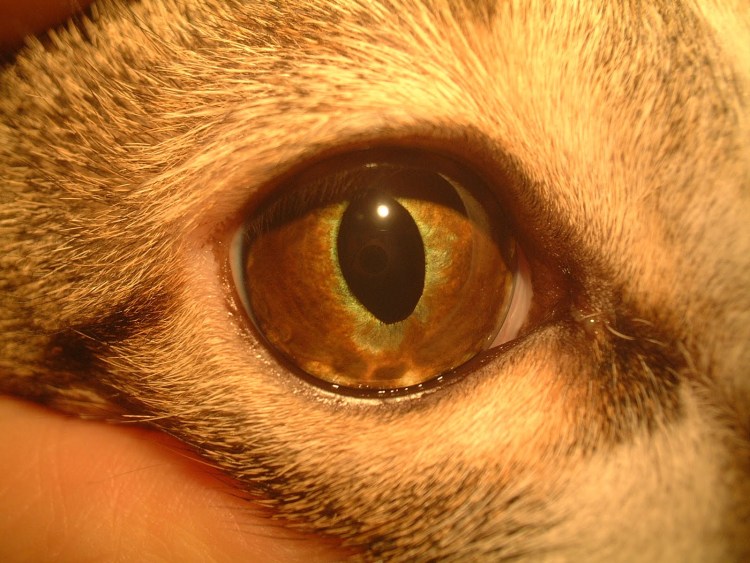 Кератит, конъюнктивит, увеит)