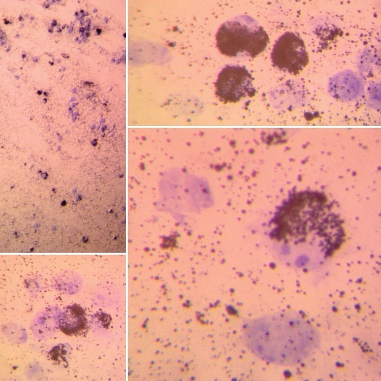 Анатомия носа кошки