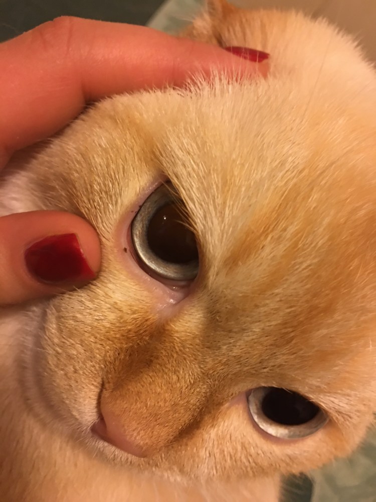 Кольцообразные воспаления на кожеисобаки