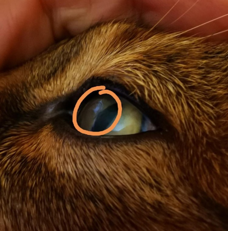 Эозинофильный кератоконъюнктивит кошек