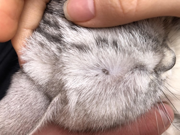 Светлоклеточная меланома