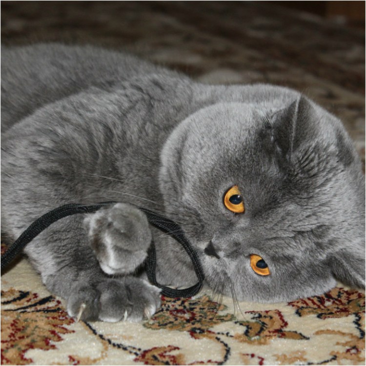 Шотландская вислоухая кошка