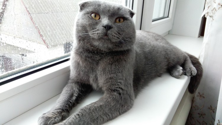 Британский вислоухий кот