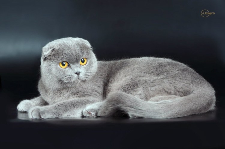 Вислоухий скоттиш фолд серый