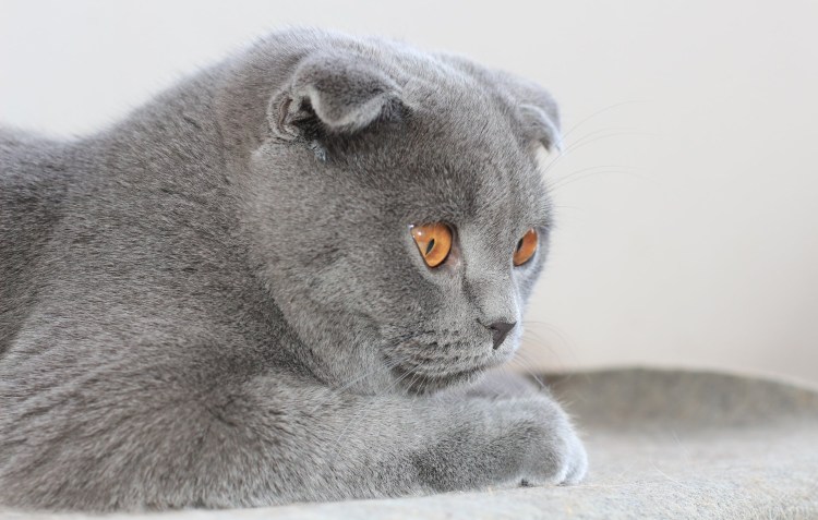 Шотландская вислоухая кошка