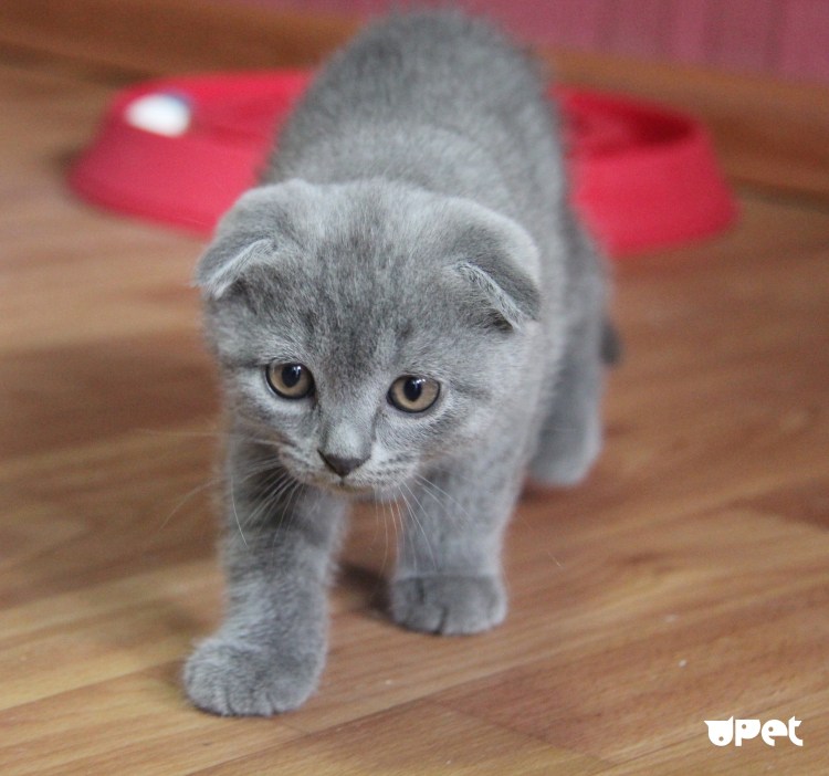 Шотландская вислоухая кошка полосатая серая