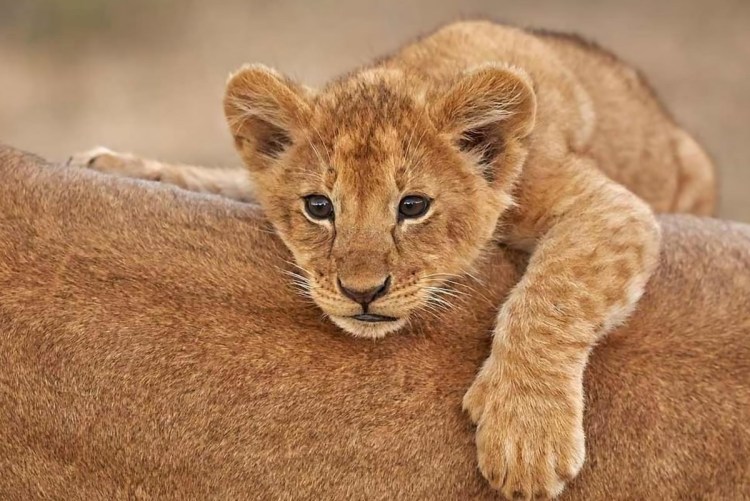 Милые львята
