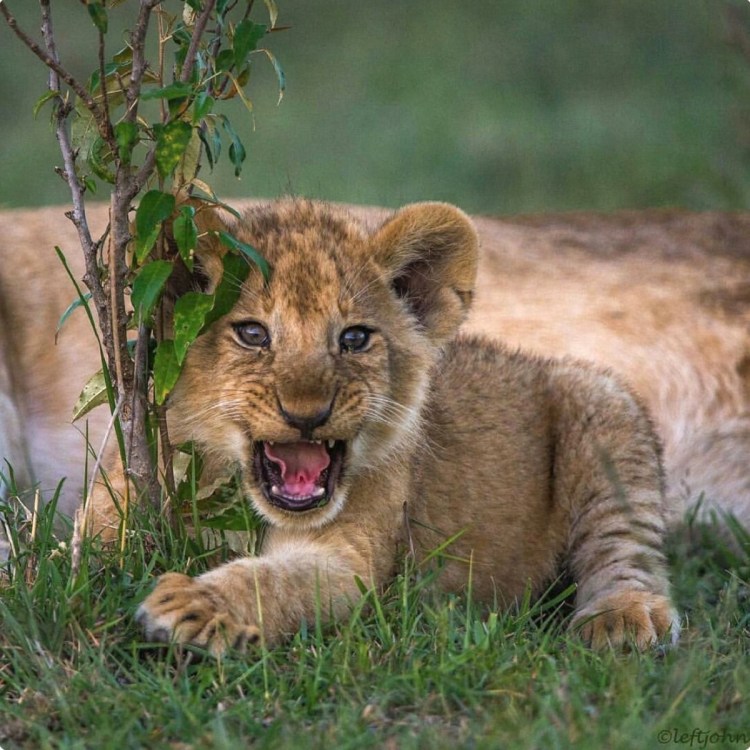 Маленький Лев