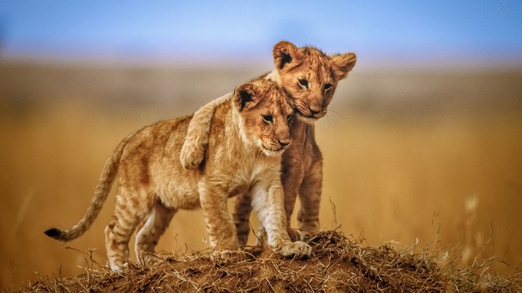 Два львенка