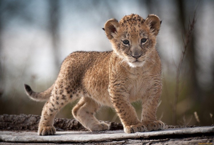 Милые львята