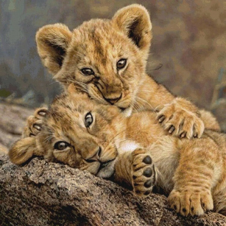 Детеныш Льва