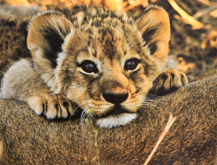 Милый Львенок