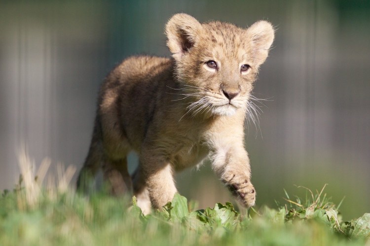 Маленький Львенок