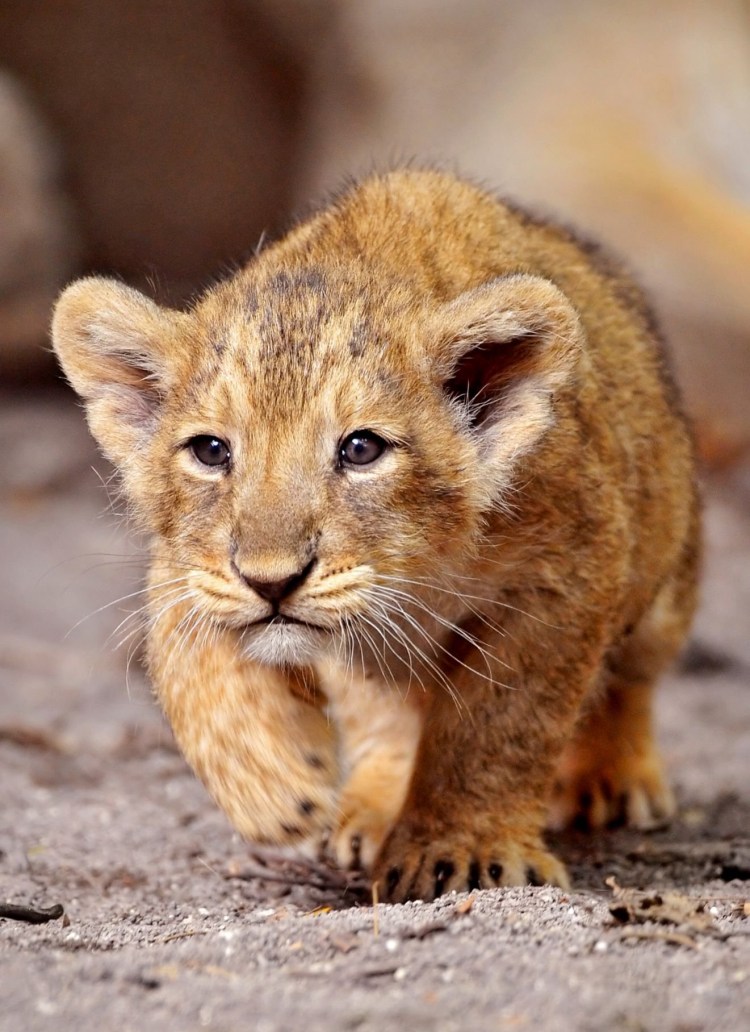 Львята фото