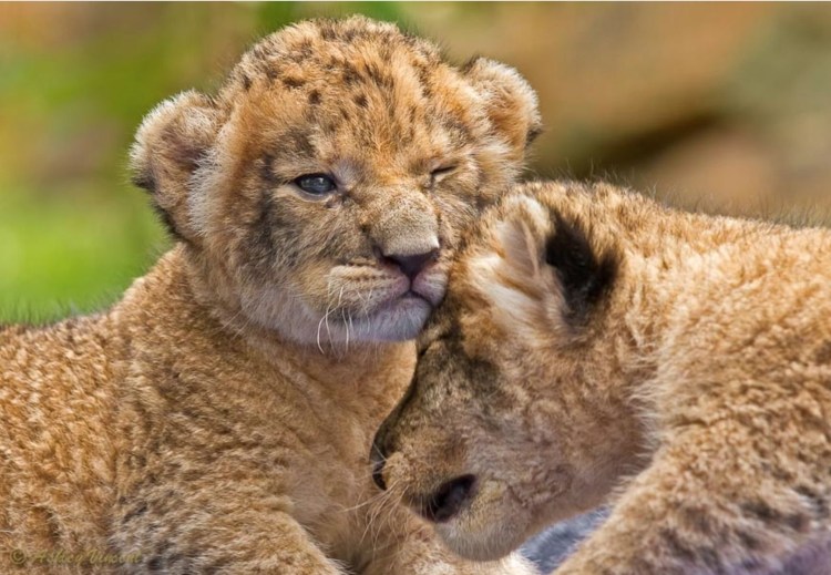 Милые львята