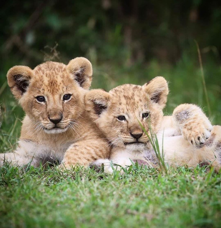Львята в прайде