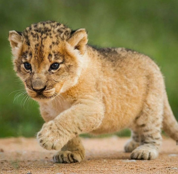 Маленький Лев