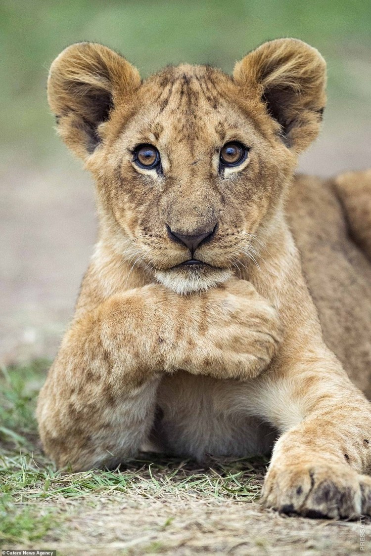 Два львенка