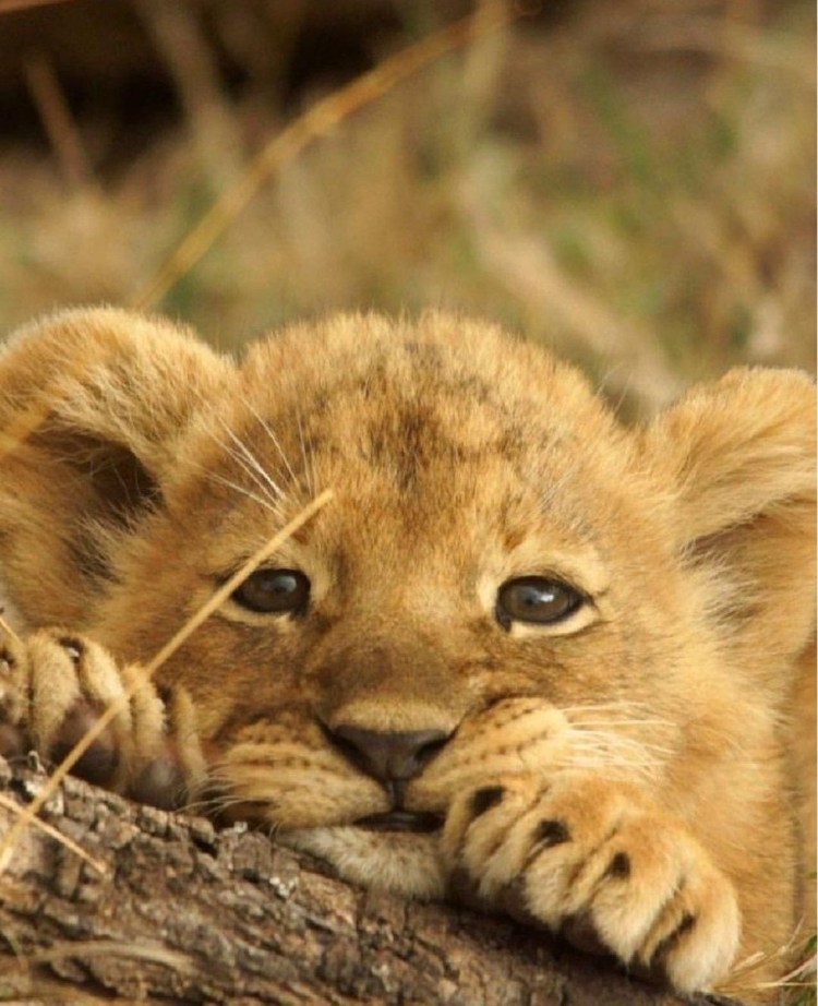 Маленький Львенок
