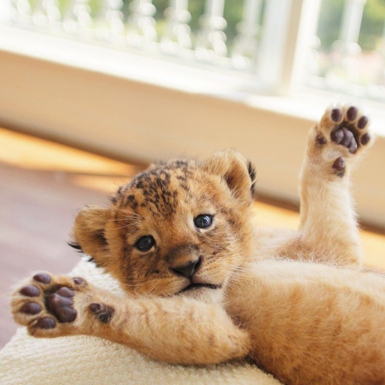 Львята играются