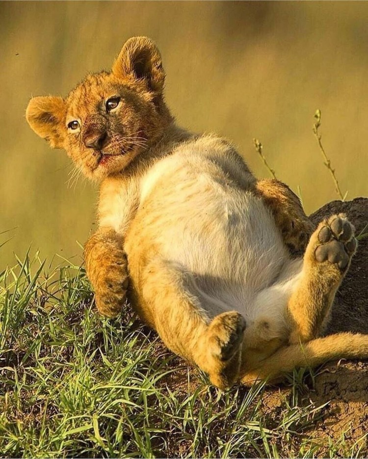 Маленький Львенок