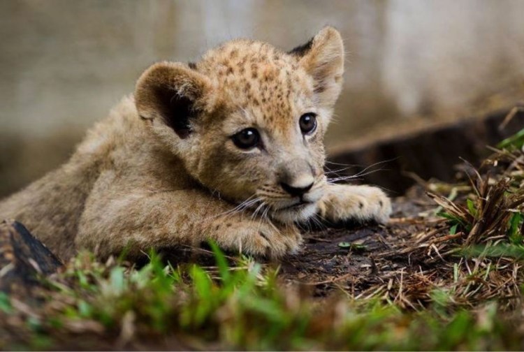 Милые львята