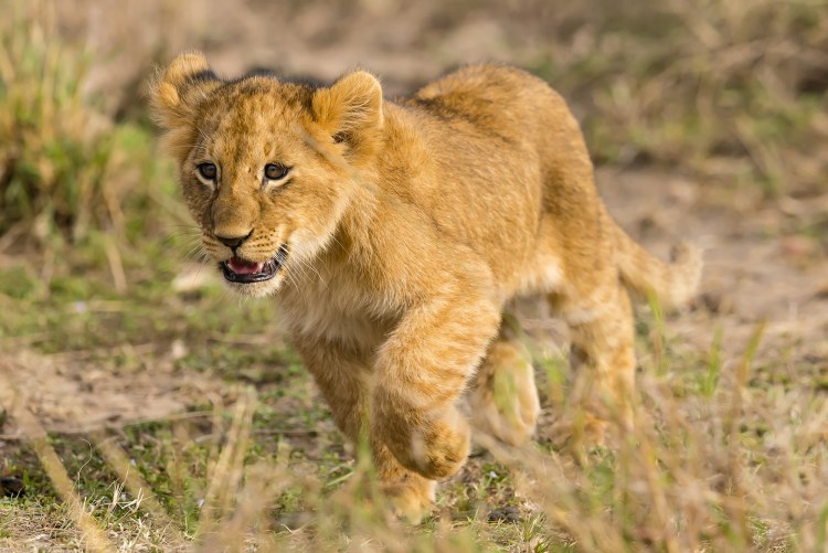 Маленький Тигренок