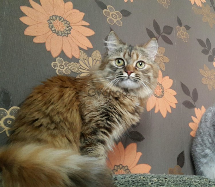 Норвежская Лесная кошка короткошерстная