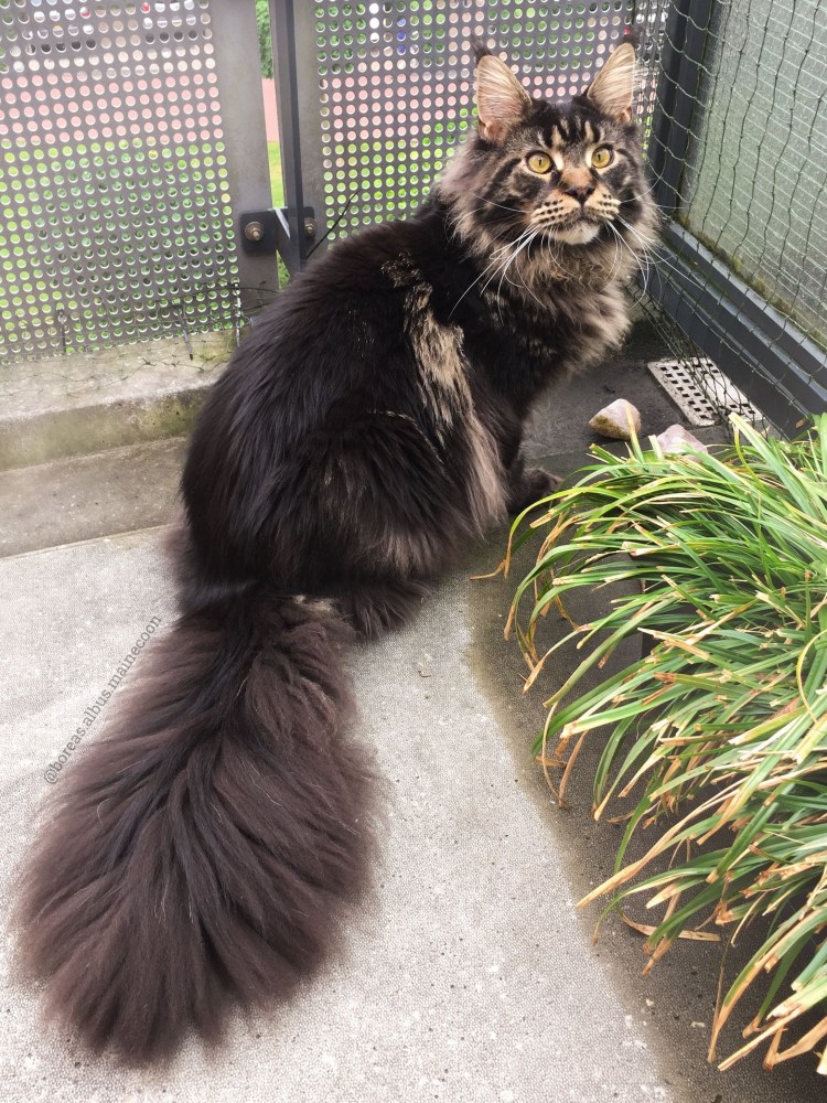 Метис норвежской Лесной