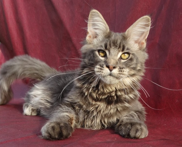 Помесь Мейн куна и норвежской Лесной